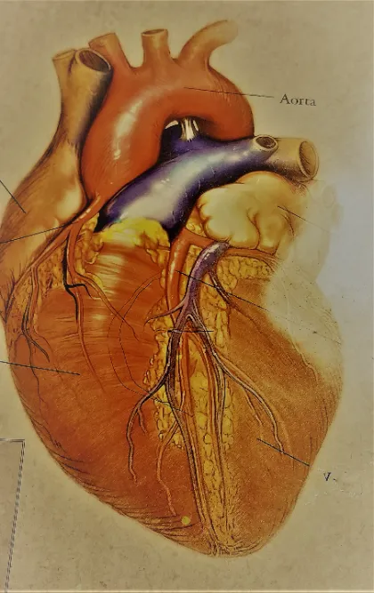 Eskişehir-aort-kalp-ameliyatı-ve-cerrahisi-en-iyi-doktorlar-ve-kalp-cerrahları-2